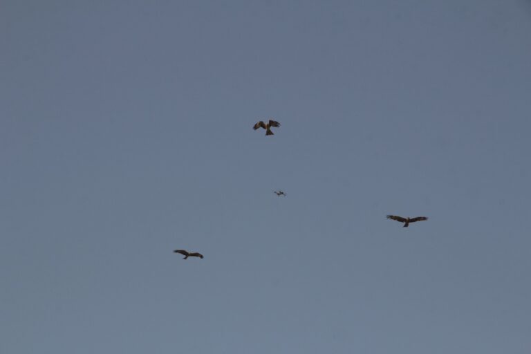Un grupo de águilas en Senegal atacan un dron de la Fundación Moving the Planet y de la productora audiovisual Kikazaru 360
